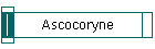 Ascocoryne