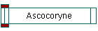 Ascocoryne