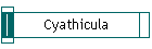 Cyathicula