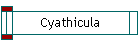 Cyathicula