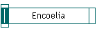 Encoelia