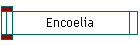 Encoelia