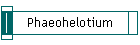Phaeohelotium