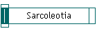 Sarcoleotia
