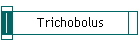 Trichobolus