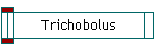 Trichobolus
