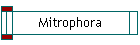 Mitrophora