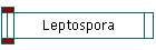 Leptospora