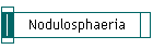Nodulosphaeria