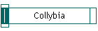 Collybia