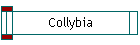 Collybia