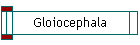 Gloiocephala