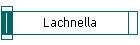 Lachnella