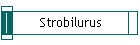 Strobilurus