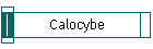 Calocybe