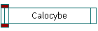 Calocybe
