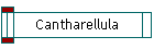 Cantharellula