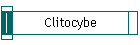 Clitocybe
