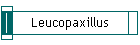 Leucopaxillus