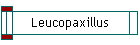 Leucopaxillus