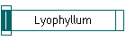 Lyophyllum