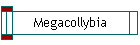 Megacollybia