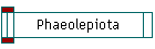 Phaeolepiota