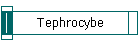 Tephrocybe