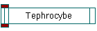 Tephrocybe