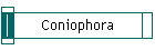Coniophora