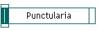 Punctularia