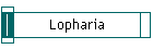 Lopharia