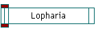 Lopharia