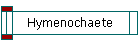 Hymenochaete