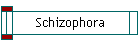 Schizophora