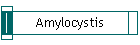 Amylocystis