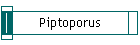 Piptoporus