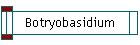 Botryobasidium