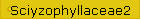 Sciyzophyllaceae2