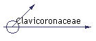 Clavicoronaceae