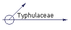 Typhulaceae